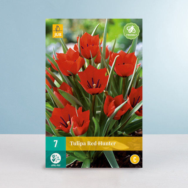 Wildtulpe Red Hunter Zwiebeln von BLUME2000 (7 Stück) - Bild 1