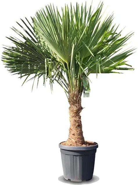 Sunny-Tree Trachycarpus Fortunei Chinesische Fächerpalme, Höhe: 140 bis 160 cm, Stammhöhe: 30 bis 35 cm, winterhart bis -18°C - Bild 1
