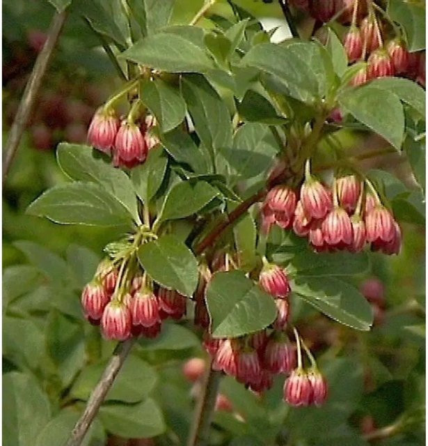 Enkianthus campanulatus Prachtglocke Red Bells roter Strauch für den Garten, Höhe: 40-60 cm - Bild 1