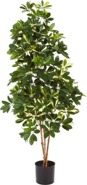 Künstliche Schefflera Paula von Aplanta, Höhe: 80 cm - Bild 1