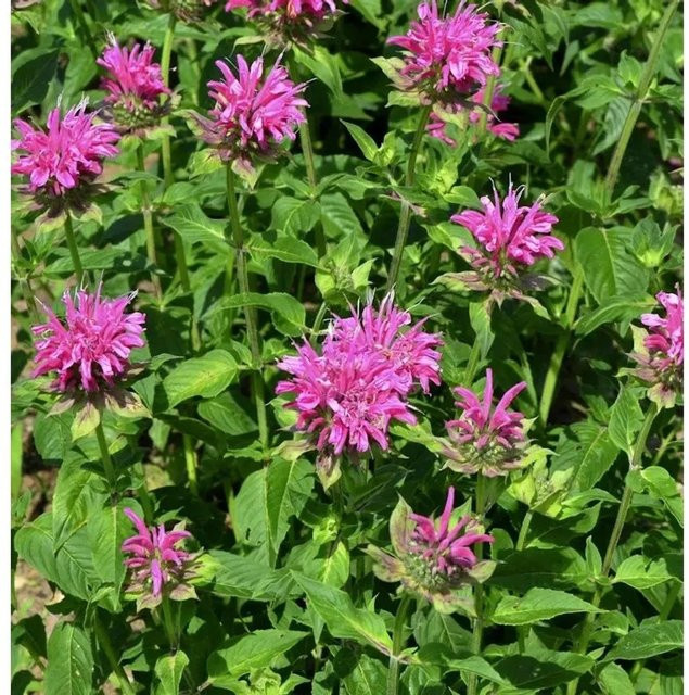 Monarda fistulosa Indianernessel On Parade pink Stauden für Rabatten und Staudenbeete - Bild 1