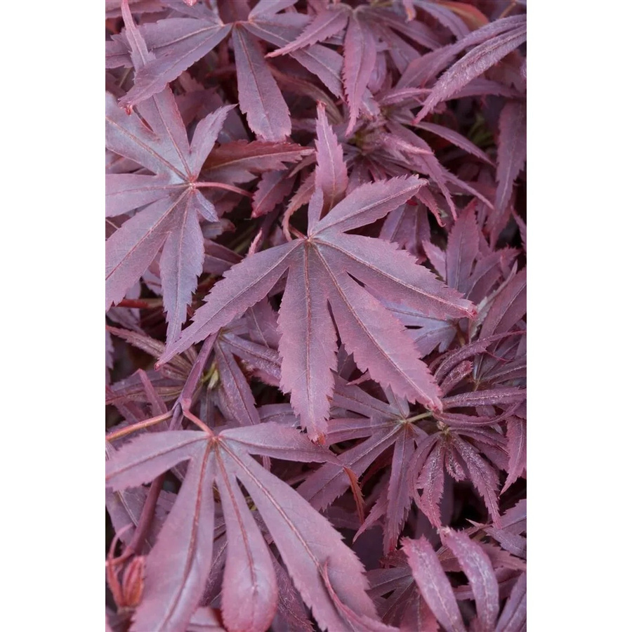 Acer Palmatum Shaina Japanischer Ahorn Kompakt, roter Zierbaum für Garten und Zimmer, Höhe: 60–80 cm - Bild 2