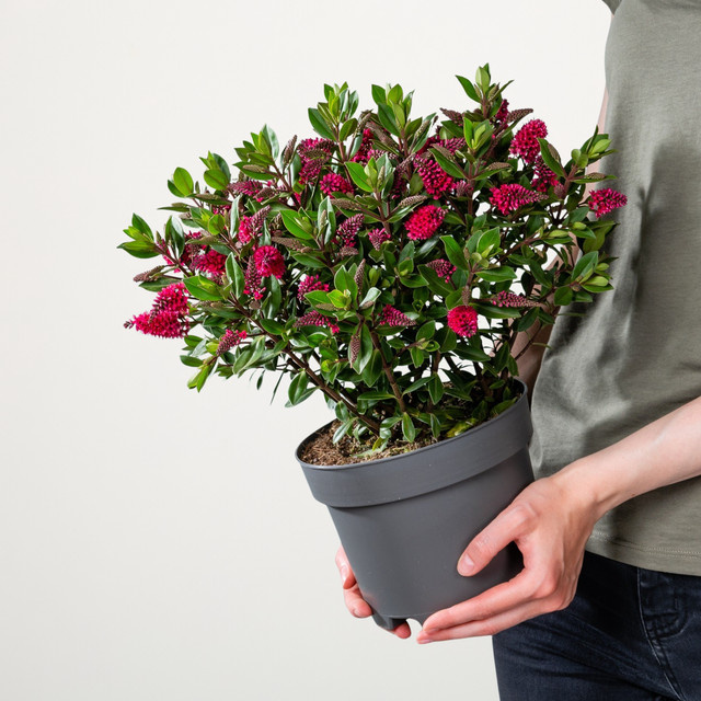 Rote Strauchveronika Hebe von BLUME2000 - Bild 1
