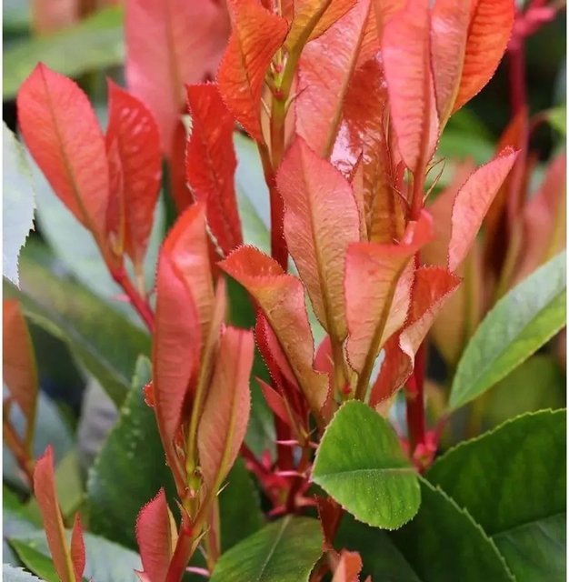 Photinia fraseri Glanzmispel Red Robin Heckenpflanze und Strauch, Höhe: 100-125 cm - Bild 1