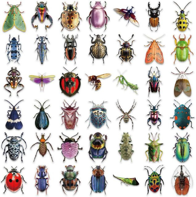 50 Stück bunte Insekten und Käfer Aufkleber von Rui Di als Lernmaterial für Insektenliebhaber - Bild 1