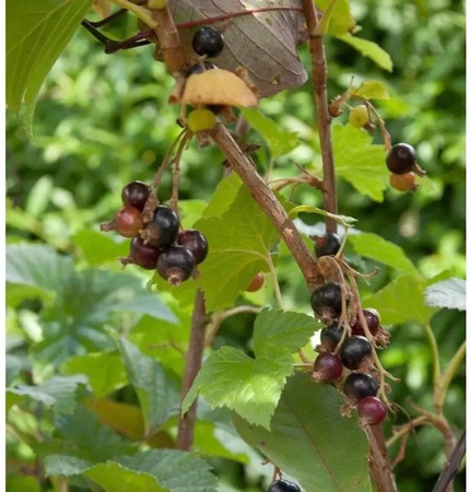 Schwarze Johannisbeere Titania Ribes nigrum Beerenstrauch