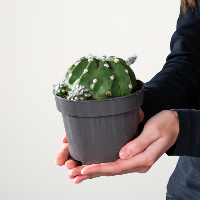 Astrophytum asterias Seeigelkaktus von BLUME2000, grüne Sukkulente in Topf - Bild 1