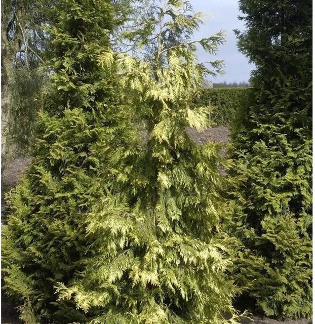 Thuja plicata Lebensbaum Zebrina Extra Gold in Gold und Grün, Höhe: 100-125 cm - Bild 1