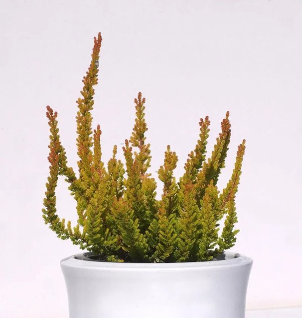 10x Calluna vulgaris Knospenheide Gardengirls Zora in Pink und Lila - Bild 1