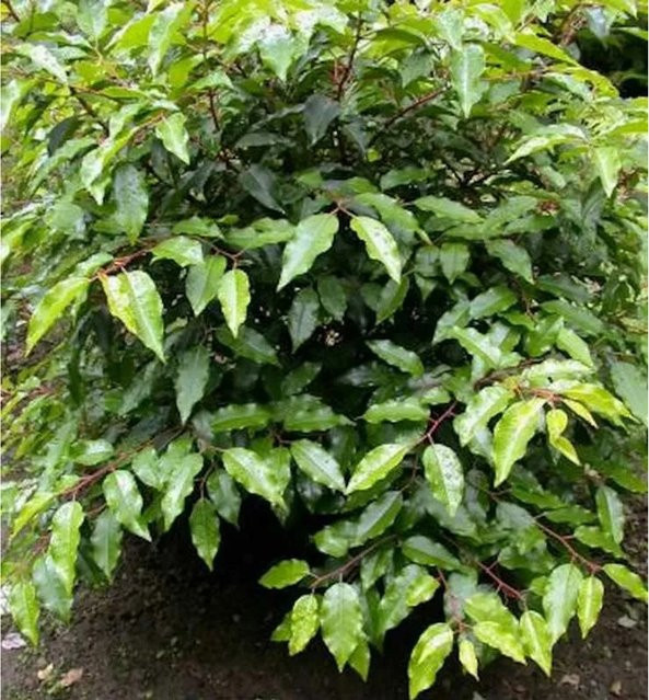 Portugiesische Lorbeerkirsche Prunus usitaminica als Heckenpflanze, Höhe: 80-100 cm - Bild 1