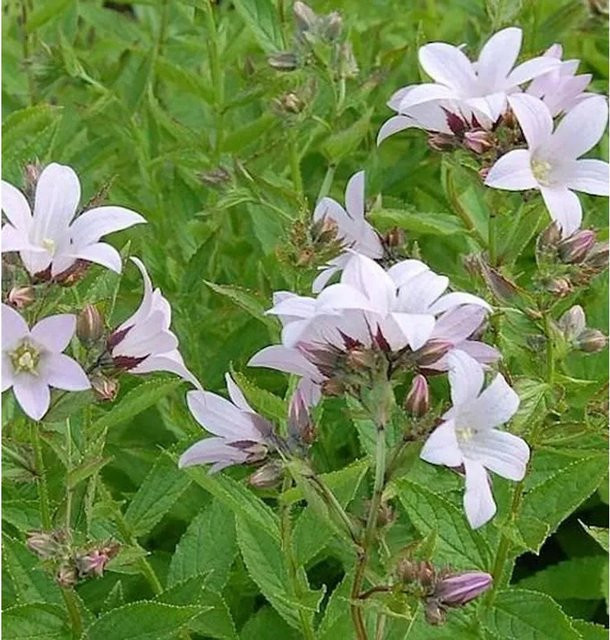 Doldenglockenblume Loddon Anna Campanula actiflora, weiße Staude für den Außenbereich - Bild 1