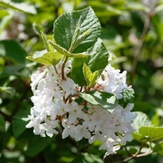 Arborix Schneeball Compactum Viburnum opulus Zierstrauch in weiß und rot, Höhe: 60 bis 80 cm - Bild 1