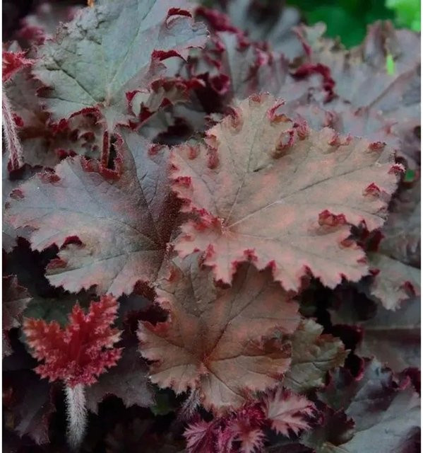 Heuchera villosa Melting Fire Purpurglöckchen als Bodendecker und Staude in grün und purple im Topf - Bild 1