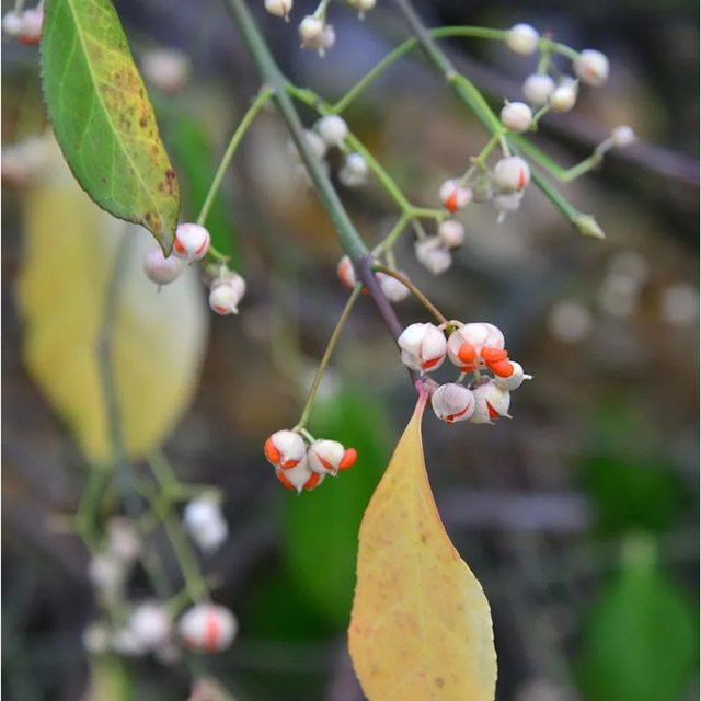Euonymus fortunei Kriechspindel Vegetus als grüner Bodendecker und Kletterstrauch, Höhe: 80-100 cm - Bild 1