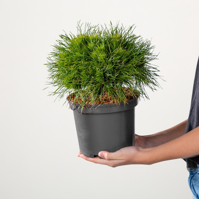 Bergkiefer Varella Pinus mugo von BLUME2000 im Kübel - Bild 1