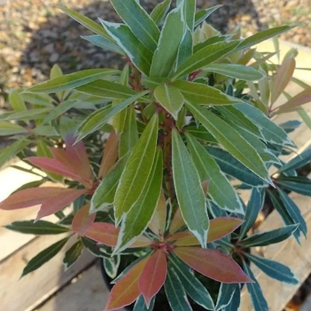 Pieris japonica Schattenglöckchen Flamming Silver Lavendelheide, Farbe: Grün/Silber, Höhe: 25-30 cm - Bild 1