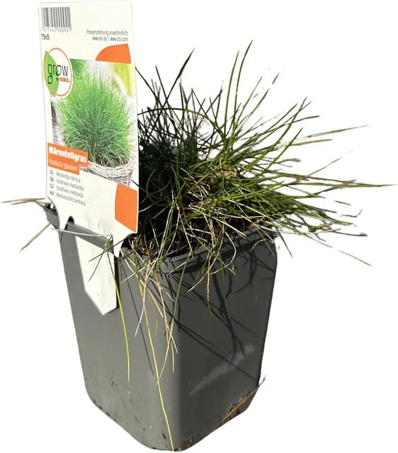 GROW by OBI Bärenfell-Schwingel Festuca gautieri Grün, Bodendecker, Topf-Ø: 9 cm - Bild 1