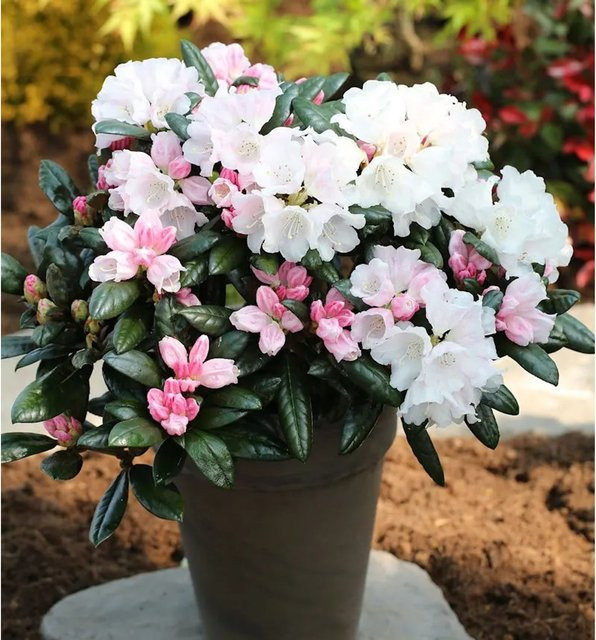 Rhododendron Hydon Velvet Rhododendron bureavii in Weiß und Pink, Topfgröße 25-30 cm - Bild 1