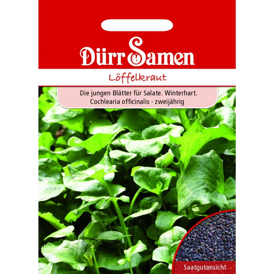Dürr Löffelkraut Saatgut für Salat, 155 g - Bild 2