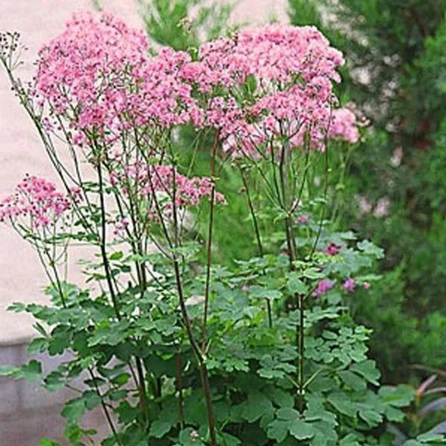 6er Set Arborix Wiesenraute Thalictrum aquilegiifolium als mehrjährige Beetrandpflanze in 9 cm Töpfen, Farbe: Pink/Lila - Bild 1