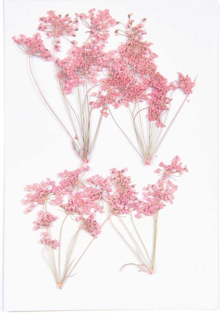 Rico Design Gepresste Blüten Ammi Zweig in Rosa, 4 Stück - Bild 1
