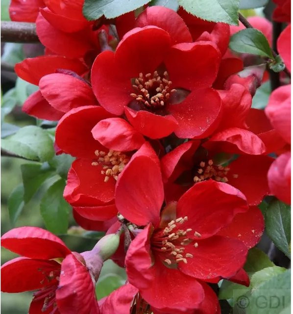 Niedrige Scheinquitte Sargentii Chaenomeles japonica rote Heckenpflanze für den Garten, Höhe: 60-80 cm - Bild 1