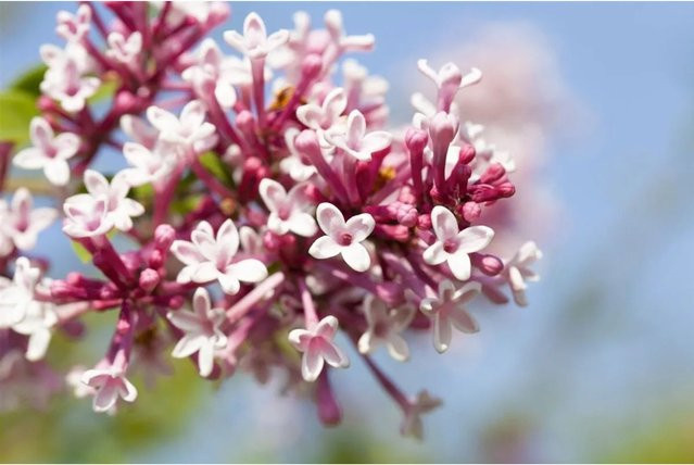 Syringa Microphylla Zwergflieder lila Zierstrauch für Garten und Außenbereich Höhe: 40-60 cm - Bild 1