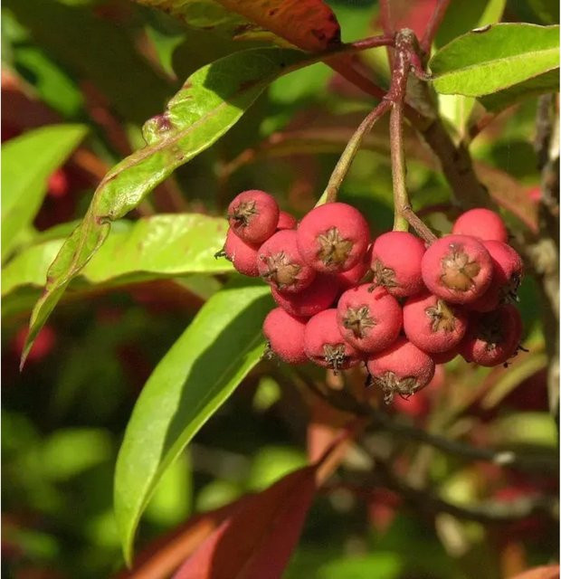 Davids-Glanzmispel Photinia davidiana Heckenpflanze von Die Nr-01.de, Höhe: 100-125 cm, Rot - Bild 1