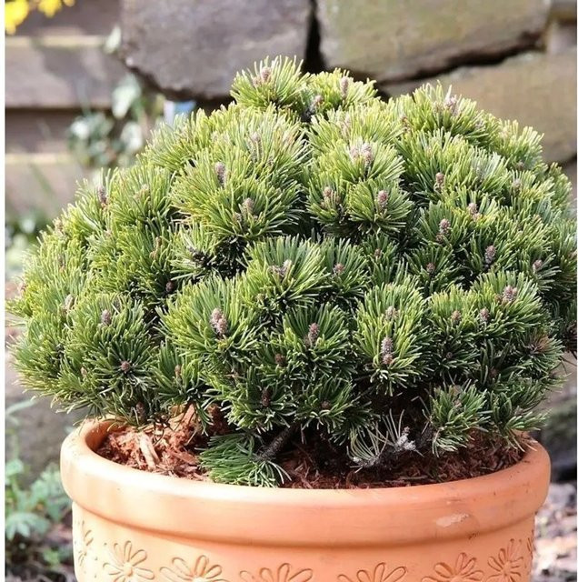 Zwerg Kiefer Picobello Pinus mugo für deinen Garten in Grün, Höhe: 25-30 cm - Bild 1