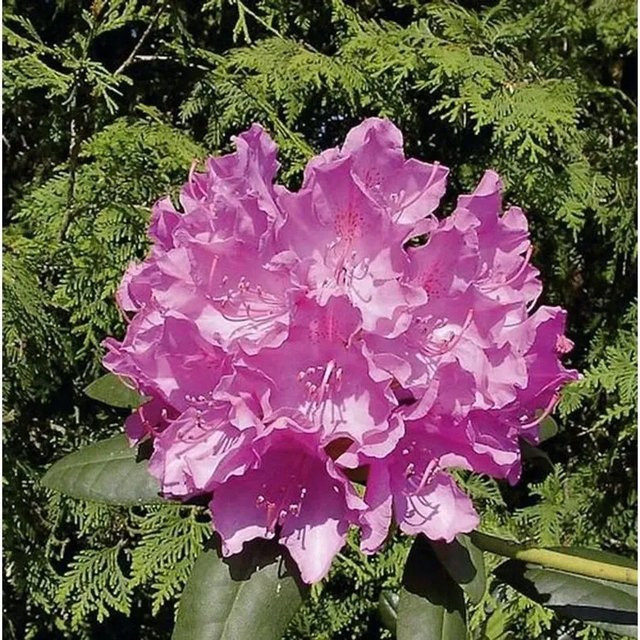 Großblumiger Rhododendron Englisch Roseum in Pink als Heckenpflanze von Die Nr-01.de - Bild 1