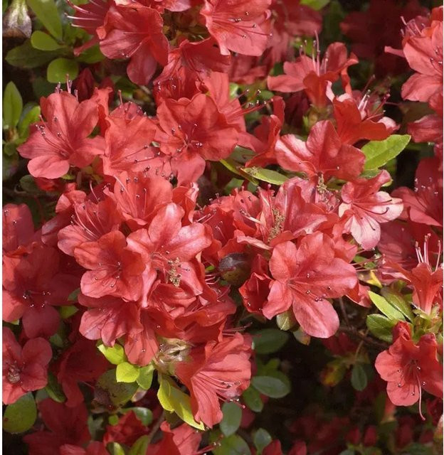 Japanische Azalee Rhododendron obtusum Rotstein als Zwerg Alpenrose in Rot, Topfpflanze für den Garten - Bild 1