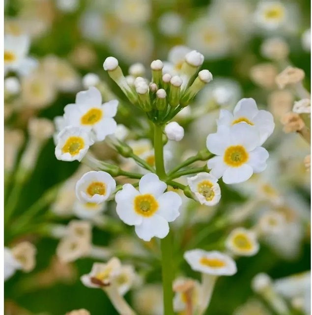 Etagenprimel Alba Primula japonica weiße Staude für Naturgärten und Steingärten - Bild 1