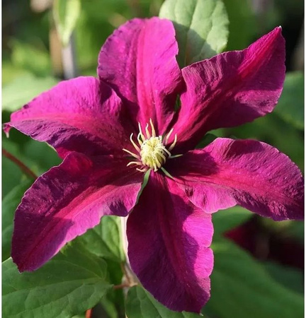 Clematis Waldrebe Niobe Kletterpflanze in Rot und Lila mit Blütezeit von Juni bis September