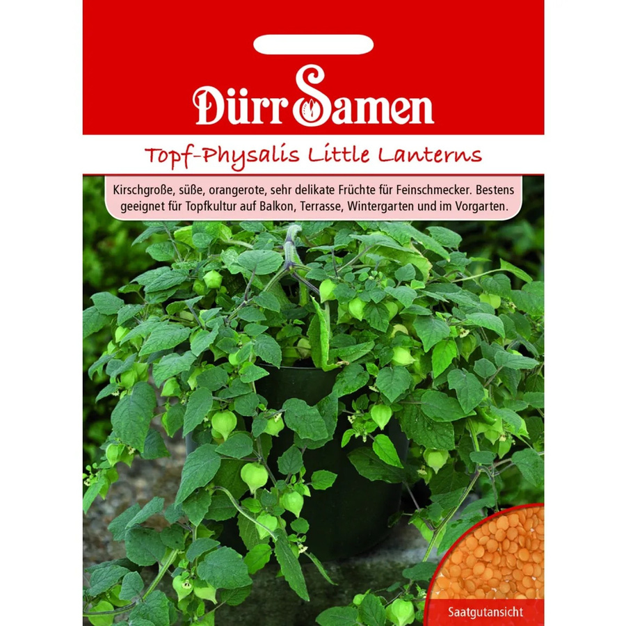 Dürr Samen Physalis Little Lanterns Saatgut für Topfpflanzen - Bild 2