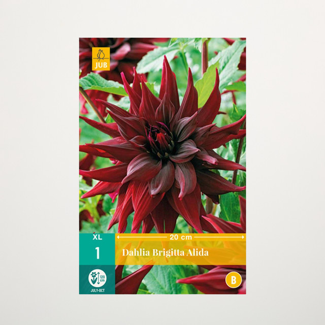Großblumige Dahlie Brigitta Alida Knolle von BLUME2000 - Bild 1