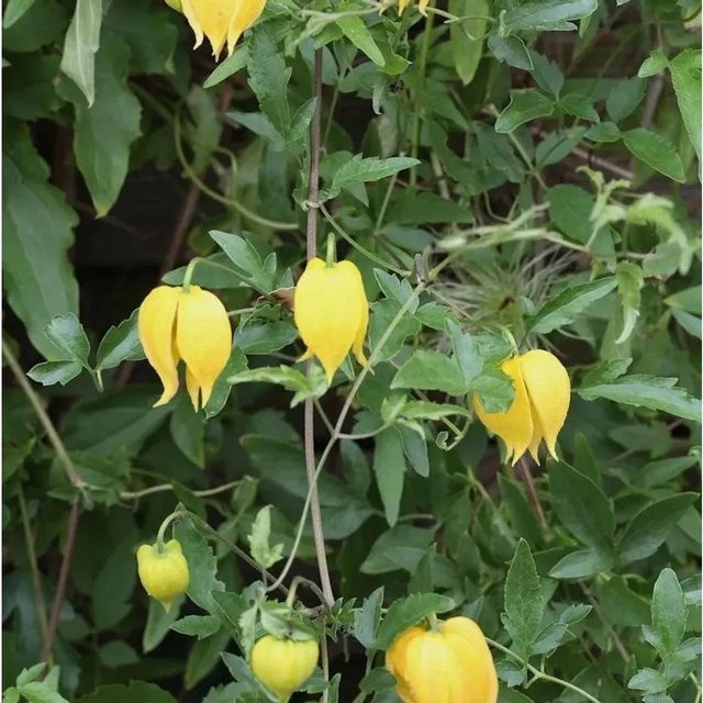 Clematis tangutica Gold Waldrebe gelbe Kletterpflanze für deinen Garten - Bild 1