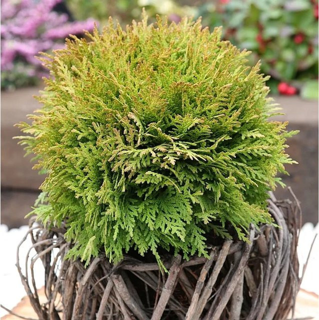 Thuja occidentalis Kugel Lebensbaum Mirjam von Nr-01.de, grün, 15-20 cm - Bild 1
