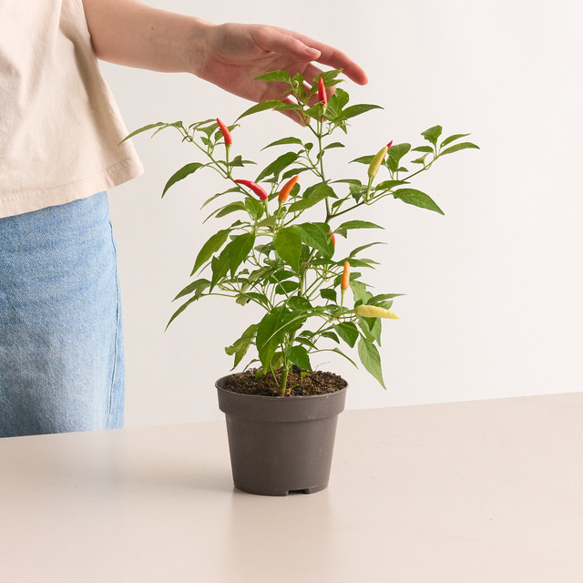 BIO Thai Chili Capsicum annuum Pflanze von BLUME2000 für deinen Balkon - Bild 1