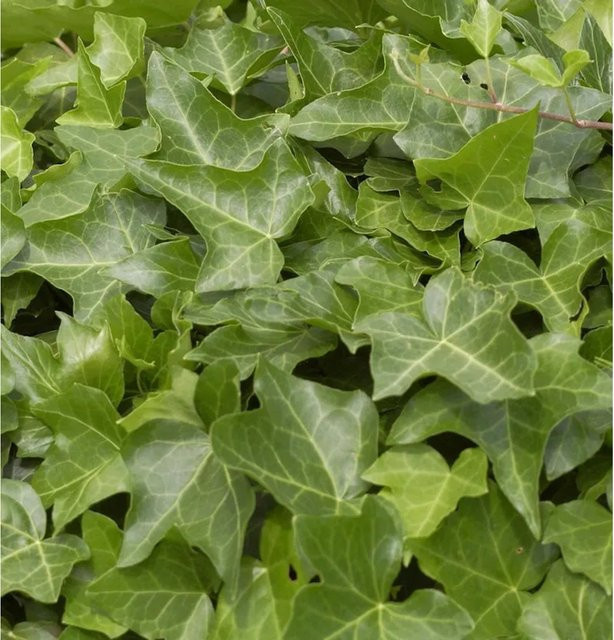 Hedera helix Gemeiner Efeu von Nr-01.de, gelbgrüne Kletterpflanze, 20-30 cm - Bild 1