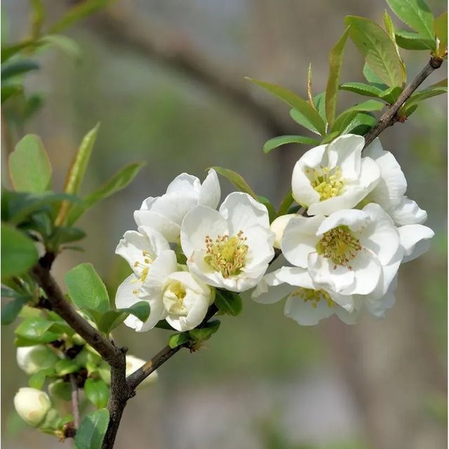 Scheinquitte Yuki Goten Chaenomeles als pflegeleichte Heckenpflanze mit orangefarbenen und goldgelben Blüten - Bild 1