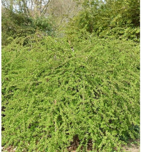 Berberis thunbergii Green Carpet Bodendecker für den Garten - Bild 1