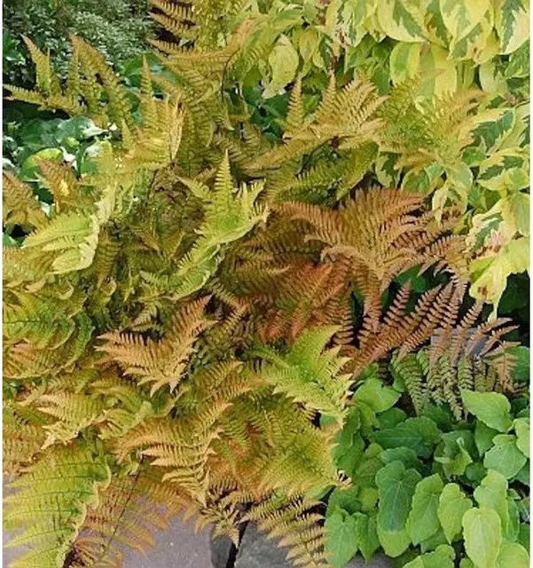 Rotschleierfarn Dryopteris erythrosora als mehrjährige Gartenpflanze von Nr-01.de in Grün - Bild 1