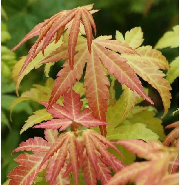 Fächerahorn Orange Dream Acer palmatum in Orange von Nr-01.de - Bild 1