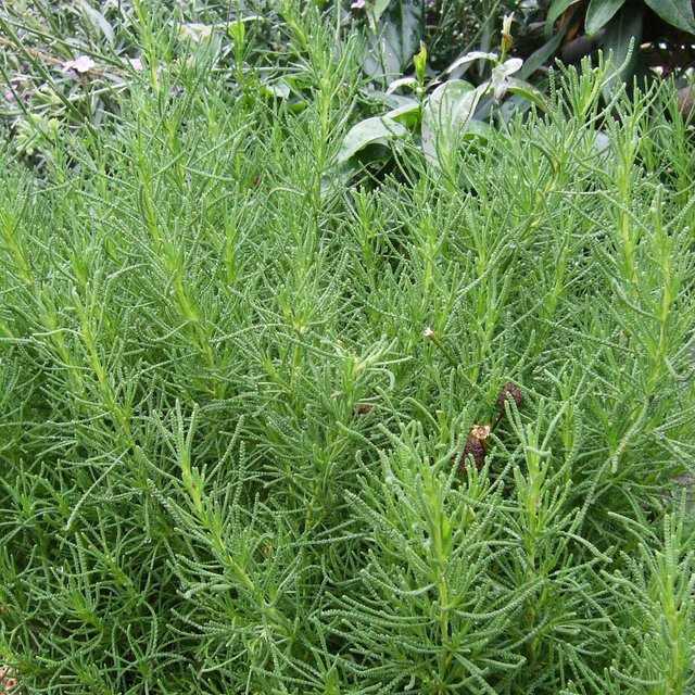 Blu Bio-Olivenkraut Santolina viridis im Topf - Bild 2
