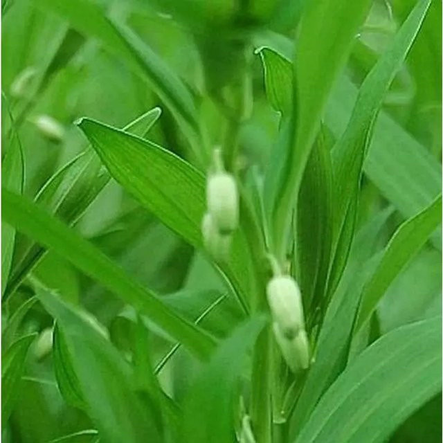 Immergrüne Disporopsis pernyi als mehrjährige Pflanze für Naturgärten und Gehölzränder in Grün - Bild 1