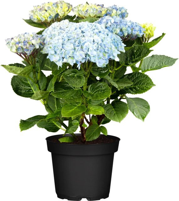 GROW by OBI Ballhortensie Magical Blau Hydrangea macrophylla, Höhe: 30 cm - 40 cm - Bild 1