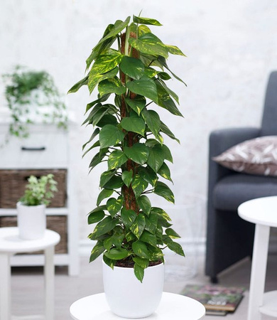 Efeutute an Moosstab Höhe: 110-120 cm