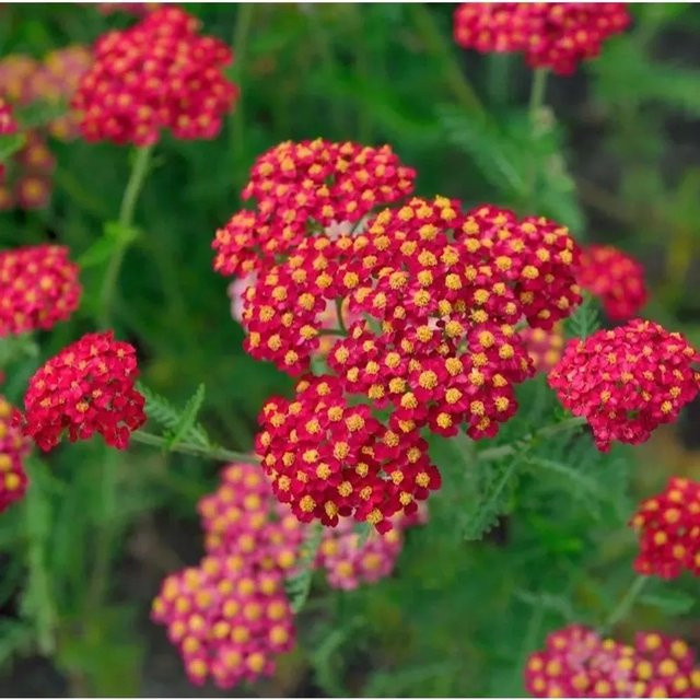 Schafgarbe Petra Achillea millefolium als mehrjährige Gartenpflanze im Topf - Bild 1