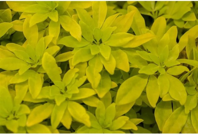 Choisya Ternata Sundance Mexikanische Orangenblume Gelbgrün 40–60 cm - Bild 1