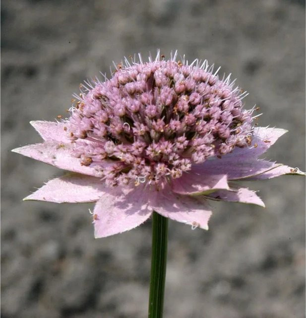 Astrantia maxima Kaukasische Sterndolde als mehrjährige Pflanze im Topf von Nr-01.de - Bild 1